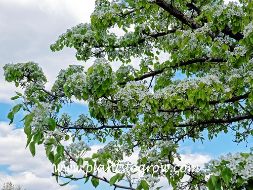 Edgewood Pear (Pyrus)